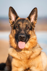 Portrait of german shepherd dog in winter