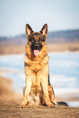 German shepherd dog