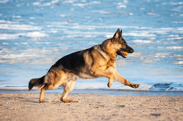 German shepherd dog running near the lake in winter