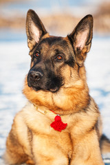 Portrait of german shepherd dog