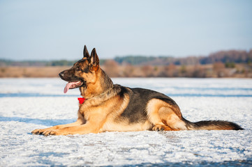 German shepherd dog in winter
