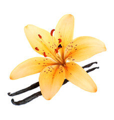 Lily flower and vanilla sticks isolated on white