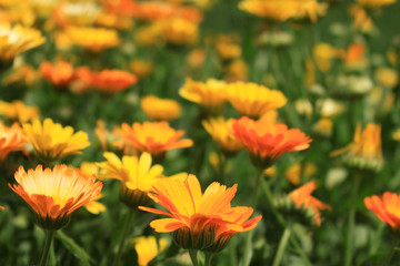 calendula
