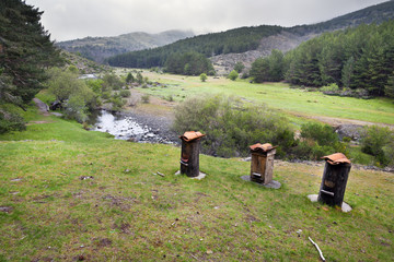 Panales en la Tejera Negra. Sierra Norte