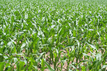 Fototapeta premium campo di mais_ campagna