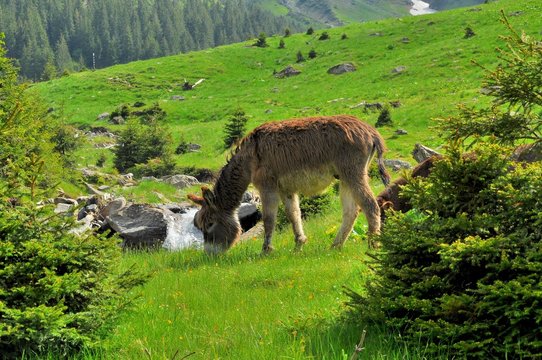 Donkey grazing in the mountains