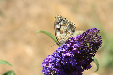 Schachbrettfalter