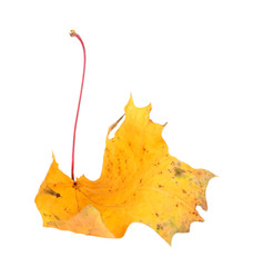 Naklejka premium Yellow maple-leaf