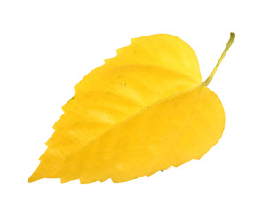 Naklejka premium Yellow leaf