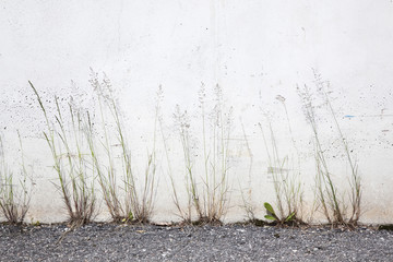 flowering grass against concrete wall