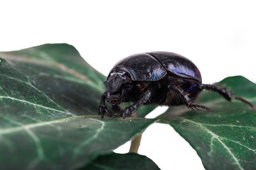 dung Beetle violet black on white background