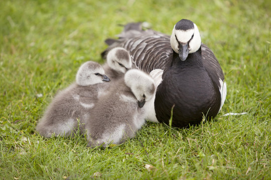 three young geese and mother