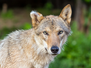 Eurasian wolf (Canis lupus lupus)