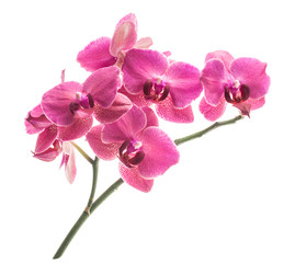 Naklejka na ściany i meble Orchid flowers isolated on white background
