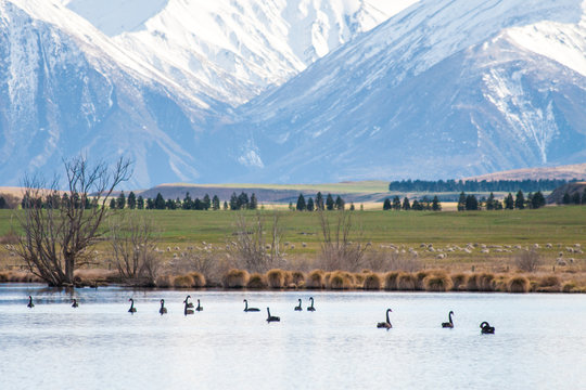 Black Swons in lake and mountains background at Lake Heron, Ashb