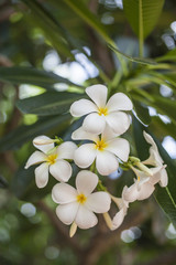Plumeria flowers.