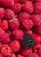 raspberries and blackberry