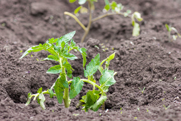 Young green bush of tomato