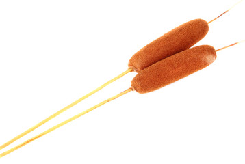 brown reeds, isolated on white © Africa Studio