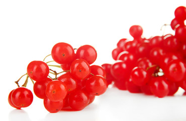 Red berries of viburnum isolated on white