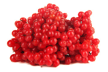 Red berries of viburnum isolated on white
