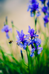 Iris and bee. Shallow depth of field.