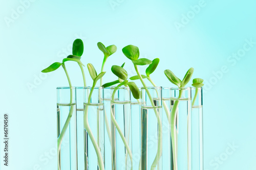 fast plants lab background Wisconsin fast plants module lori howell wayland union schools april, 2006 includes structured lessons based on lab work and textbook. fast plants lab background Wisconsin fast plants module lori howell wayland union schools april, 2006 includes structured lessons based on lab work and textbook.
