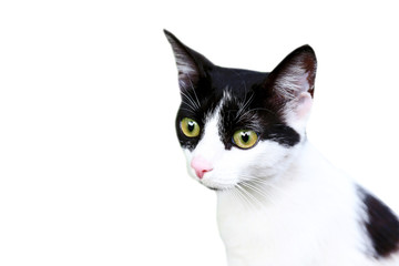 Cute cat isolated on white