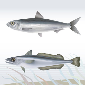 Fish: sardine and hake. Vector illustration.