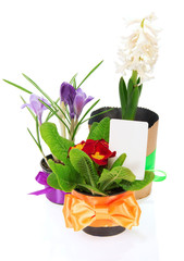 Pots with the flowers, decorated by tape card
