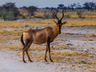 Red hertbeest in the savannah