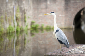 blauwe reiger aan gracht in de stad