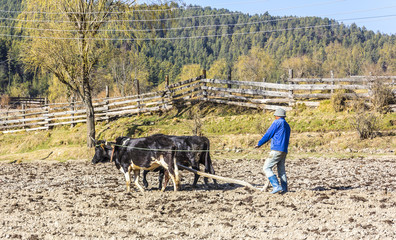 farmer plowing with oxen