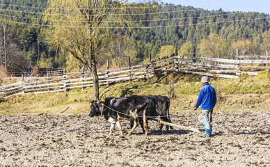 farmer plowing with oxen