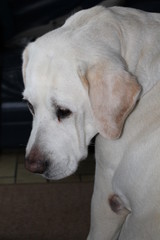 labrador