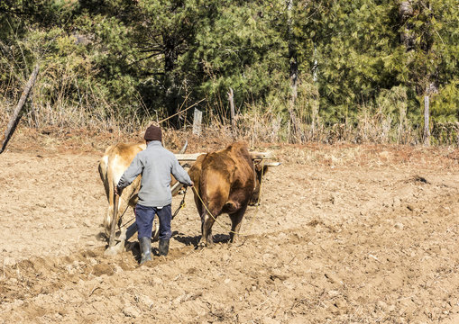 farmer plowing with oxen