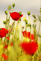 Fototapeta premium Poppy