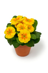 primula flowers in pot