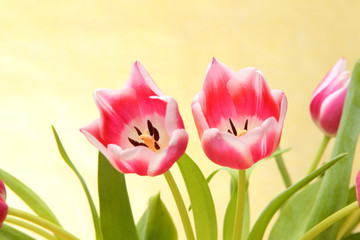 3 Tulpen