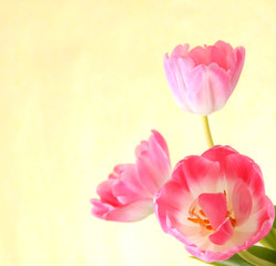 Fototapeta premium Tulpenblüten