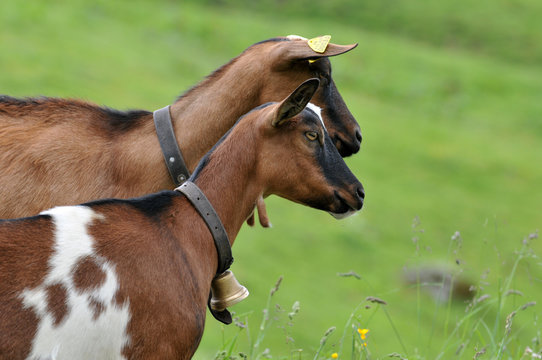 Ch&egrave;vres de montagne
