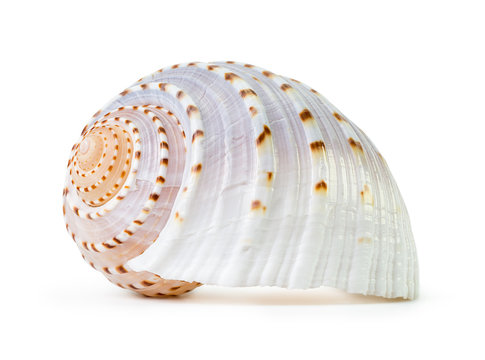 Sea shell