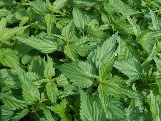 spring green nettle