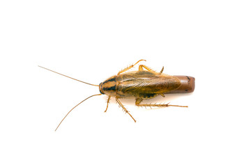 Single Cockroach pregnant