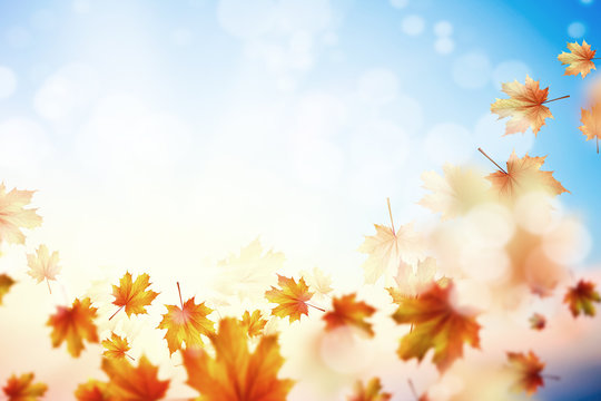 Fototapeta Autumn background