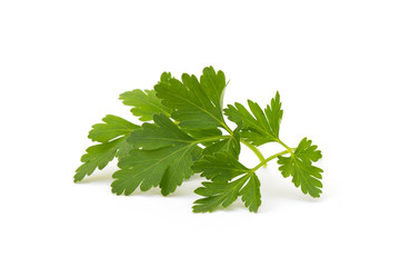 Branch of fresh parsley