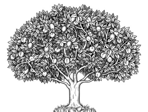 Premium Vector | Beautiful tree drawing coloring page-saigonsouth.com.vn