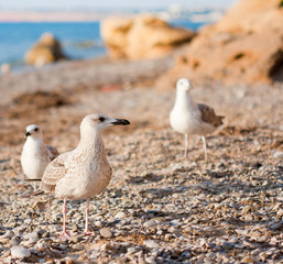 seagulls on the beach