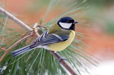 Fototapeta premium Great tit on pine tree