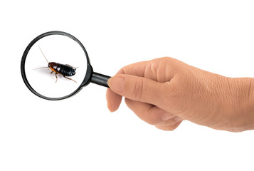 Blatta orientalis - common black cockroach magnified on white - obrazy, fototapety, plakaty